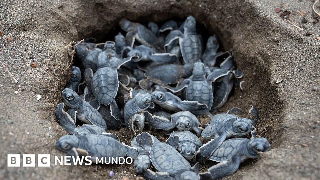 Seis noticias alentadoras sobre el medio ambiente y la naturaleza para 2025