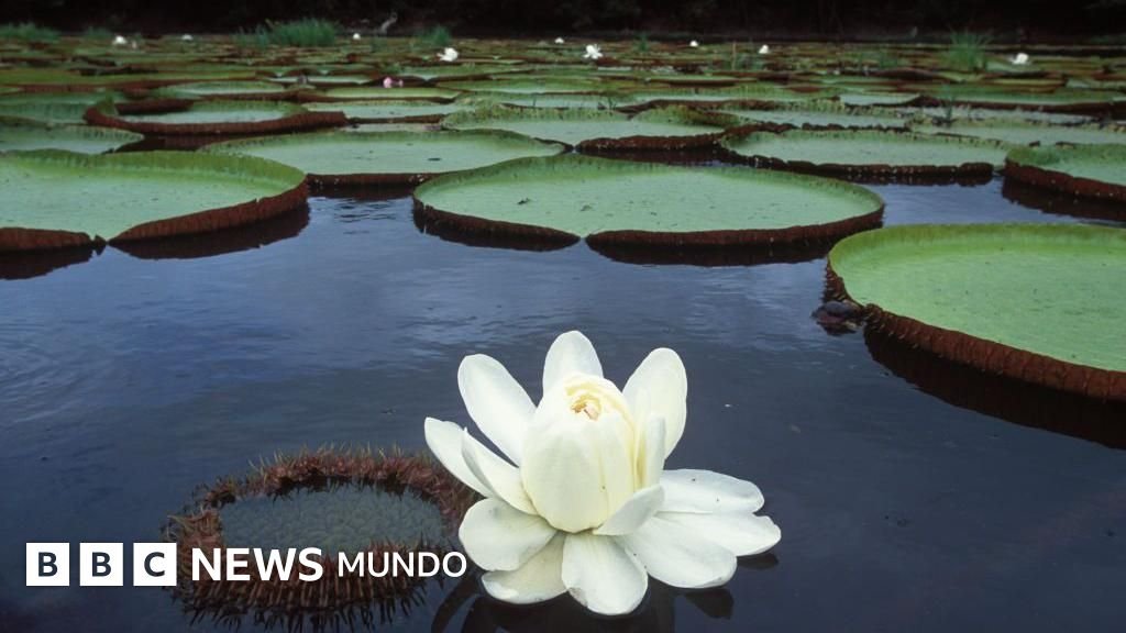 Victoria regia: la increíble planta sudamericana que ha revolucionado nuestros espacios y continúa inspirando cambios