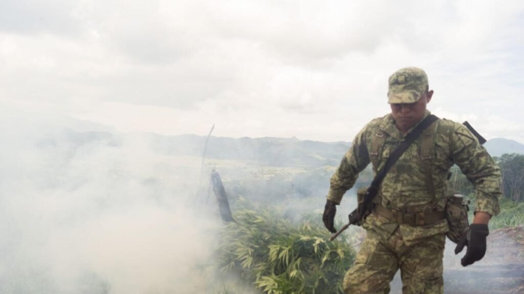 Las fuerzas de defensa arrasan con cuatro cultivos de marihuana en Chiapas