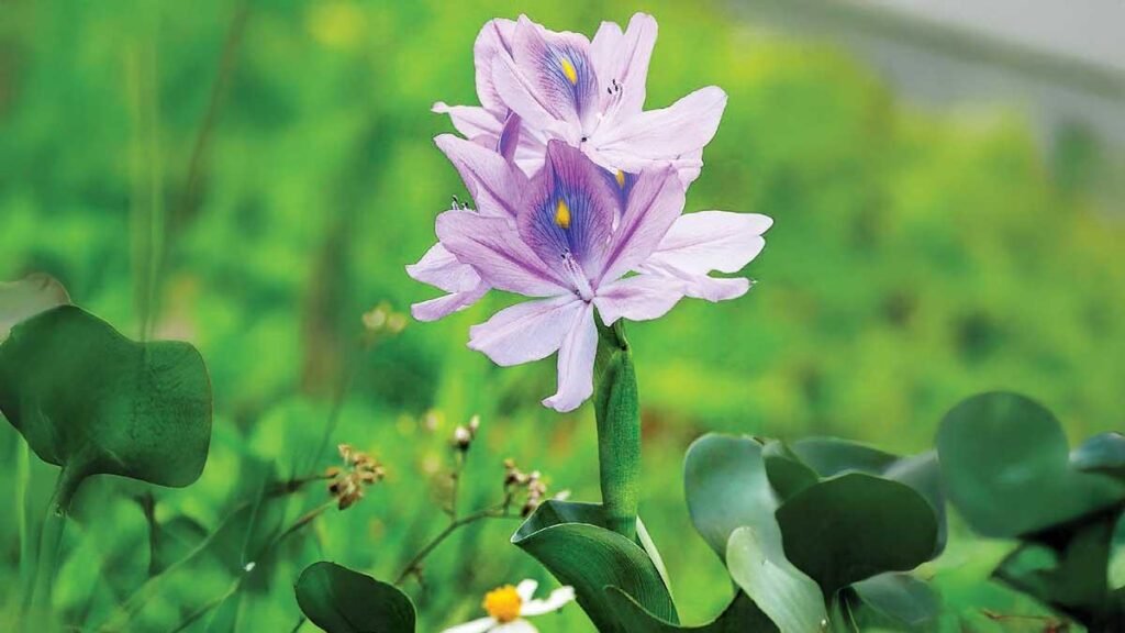 Lirio acuático: belleza, invasión y peligros ocultos