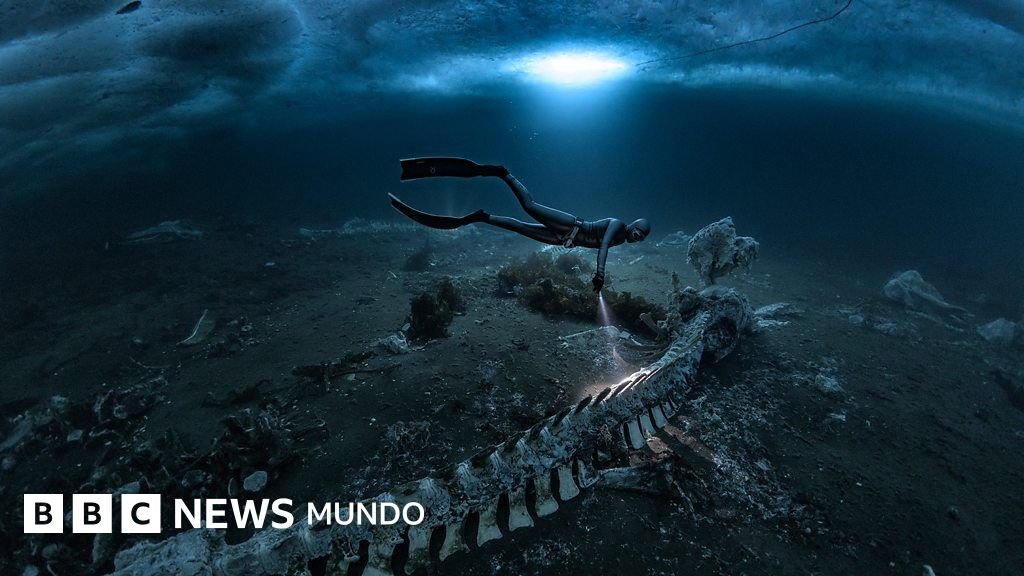 Cementerios de ballenas: los fascinantes huesos que adornan las profundidades del océano