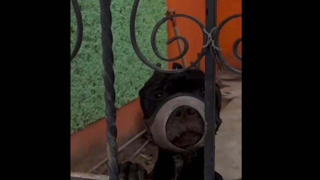 Denuncian el maltrato a una perrita: ¡siempre la tienen con el hocico atado!