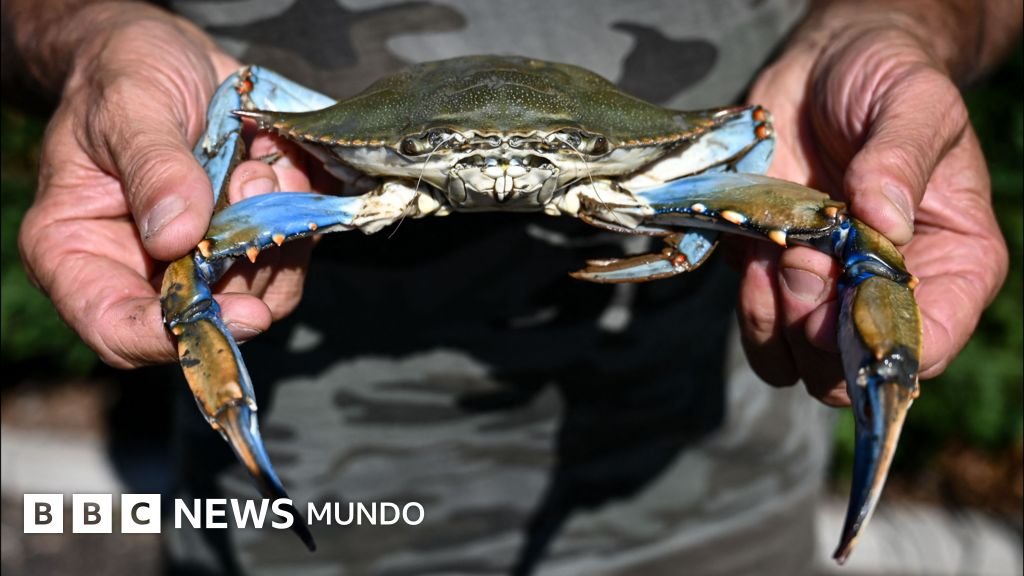 El cangrejo azul: el manjar que Venezuela dejó de exportar a EE.UU. y sus consecuencias para la población