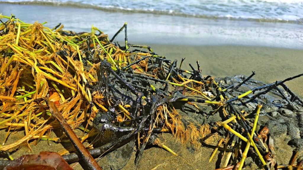 Rocío Nahle desmiente derrame en las playas de Alvarado, aunque reconoce un impacto ambiental.
