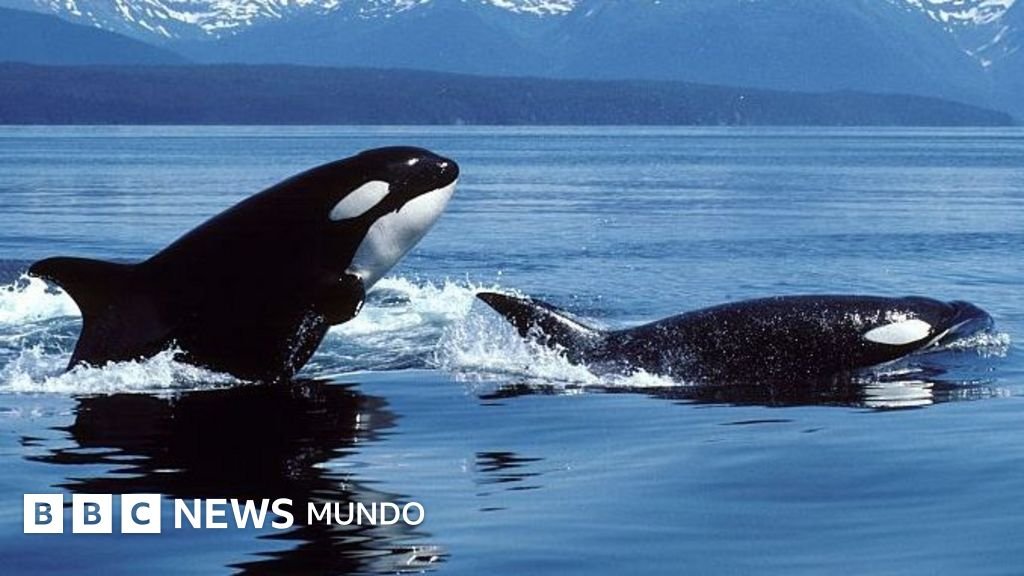 Orcas y tiburones blancos: el fascinante enfrentamiento entre los depredadores marinos más temidos que intriga a los científicos